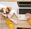 Overhead view of a person working at a laptop computer holding a cup and petting a dog