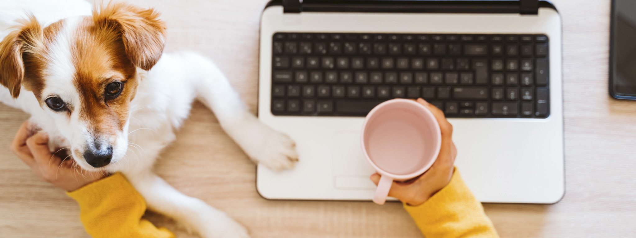 Vista superior de  una persona trabajando con un portátil, sosteniendo una taza y acariciando un perro